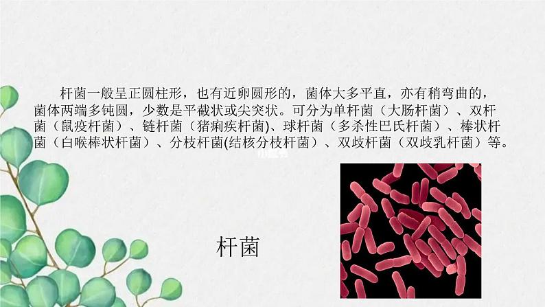 青岛版(五四制)五年级上册科学10细菌和病毒 (课件+素材)06