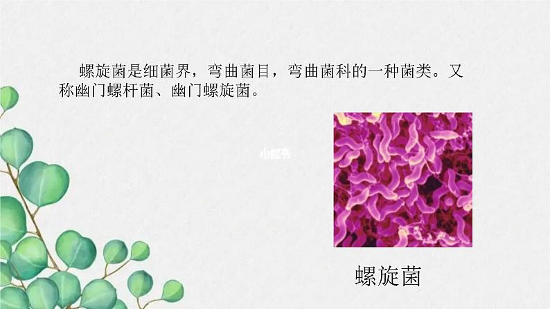 青岛版(五四制)五年级上册科学10细菌和病毒 (课件+素材)07