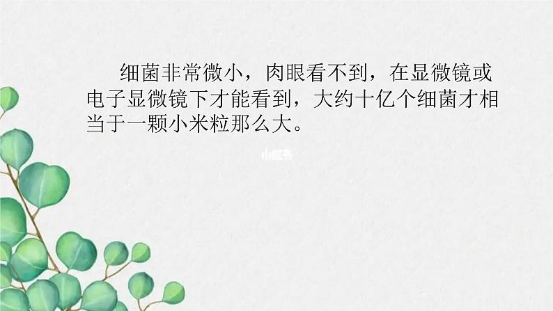 青岛版(五四制)五年级上册科学10细菌和病毒 (课件+素材)08