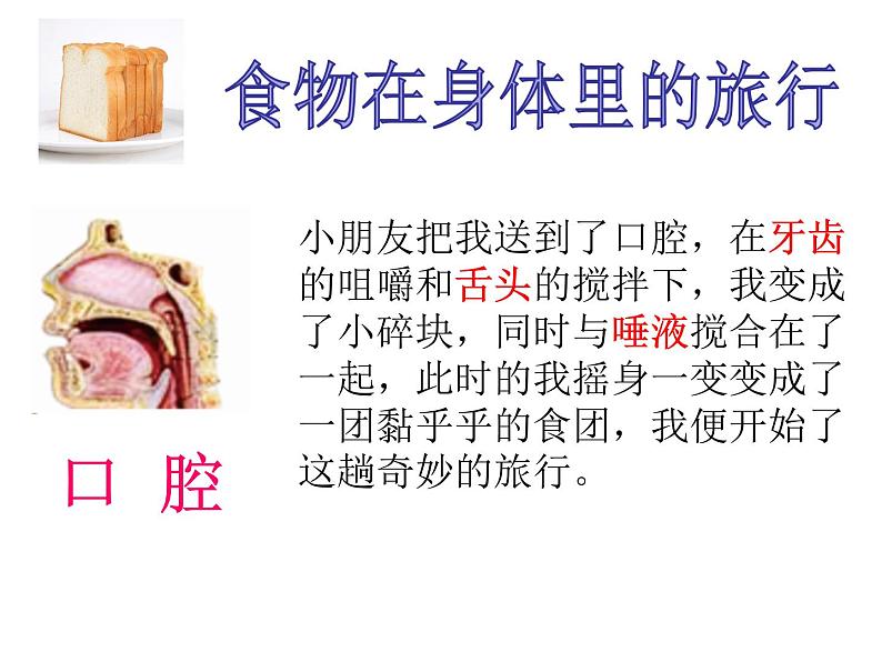 教科版四年级上册科学2.8食物在身体里的旅行教学课件04