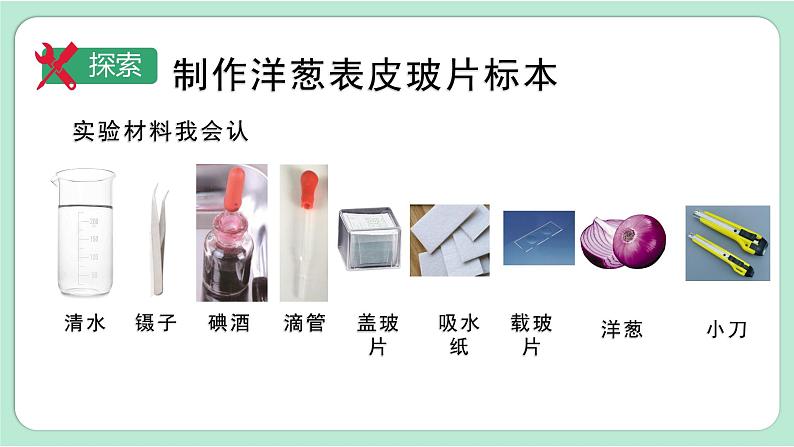 第4课时  观察洋葱表皮细胞第5页