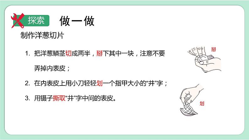 第4课时  观察洋葱表皮细胞第6页