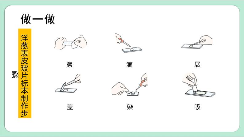 第4课时  观察洋葱表皮细胞第7页