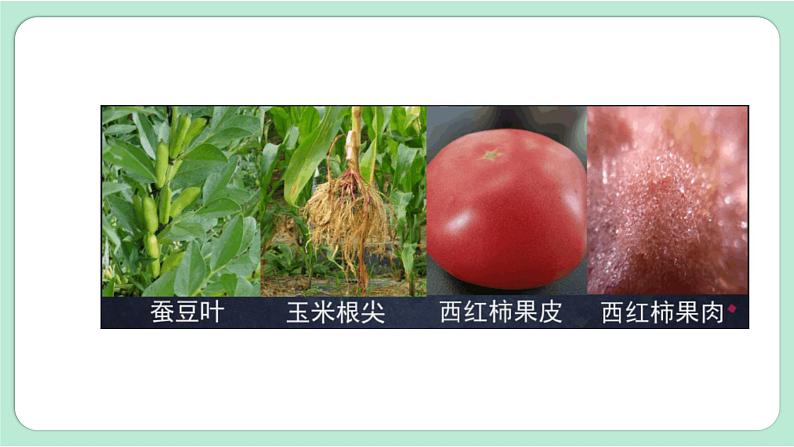 第5课时 观察更多的生物细胞第4页