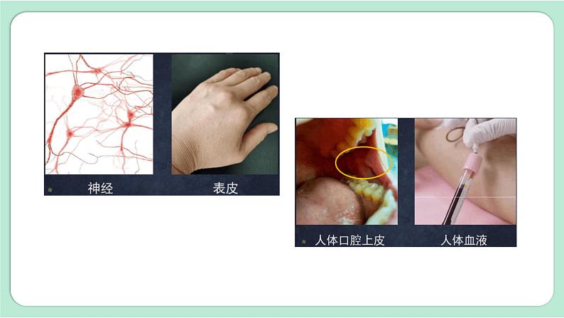 第5课时 观察更多的生物细胞第5页