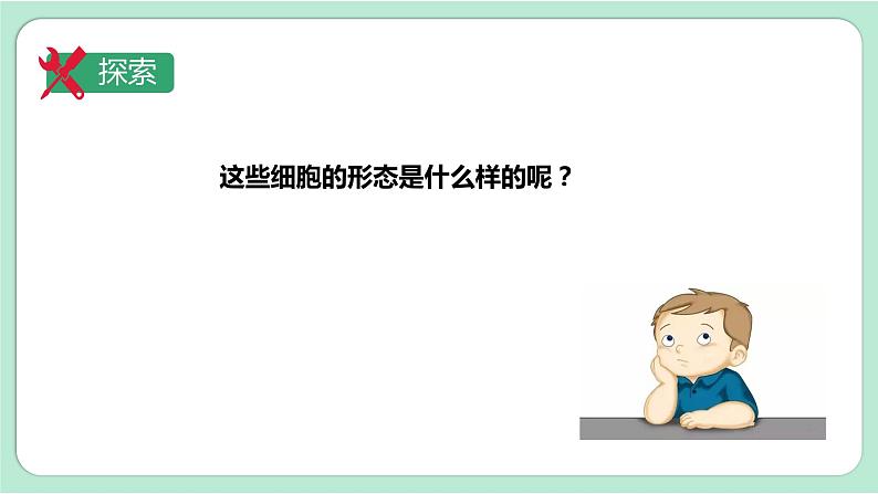 第5课时 观察更多的生物细胞第6页