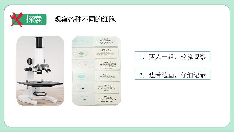 第5课时 观察更多的生物细胞第7页