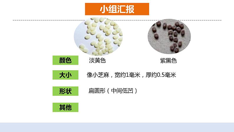 2.1迎接蚕宝宝的到来 课件第6页