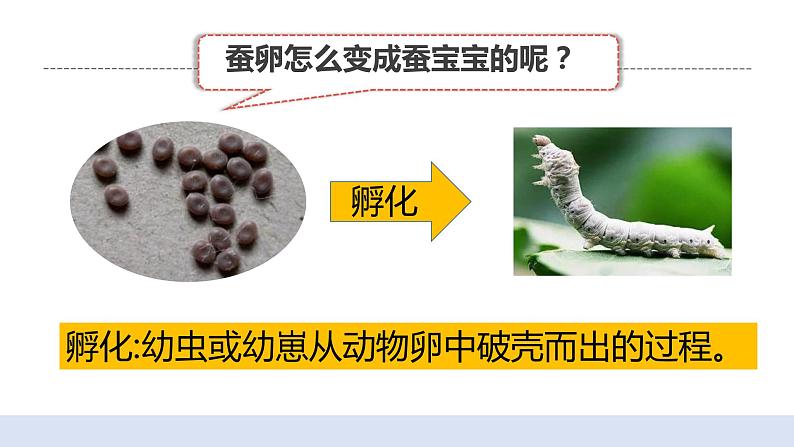 2.1迎接蚕宝宝的到来 课件第7页