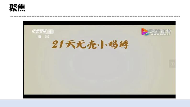 2.7动物的繁殖 课件第4页