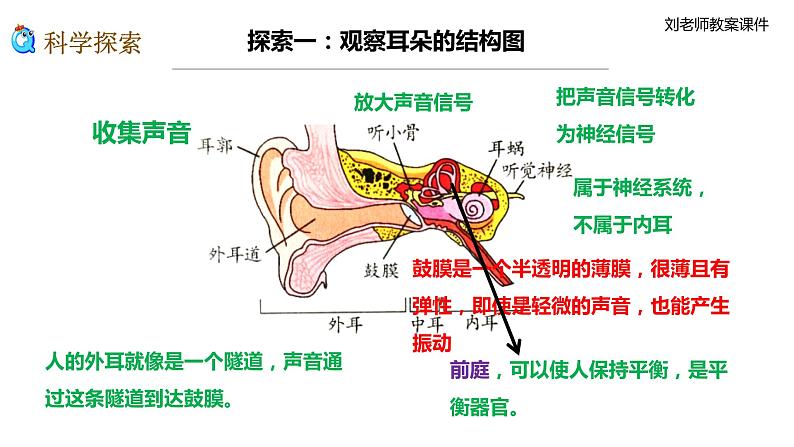 新教科版科学四年级上册1.4《我们是怎样听到声音的》教案+课件+视频05