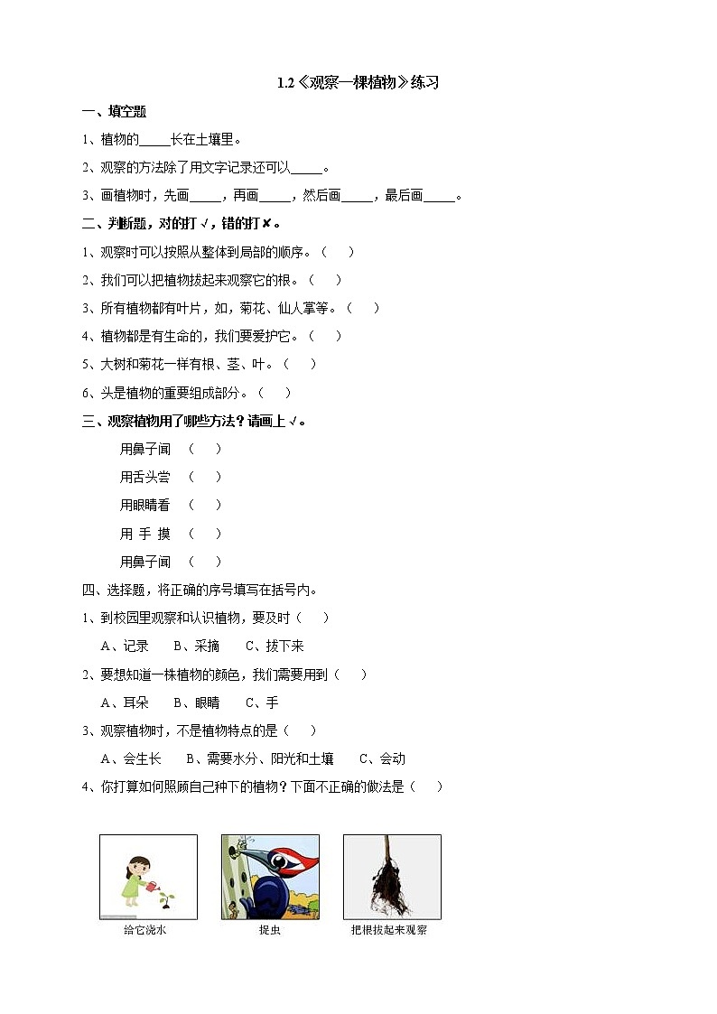1.2《观察一棵植物》练习第1页