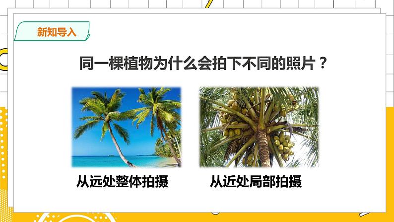 1.2《观察一棵植物》课件(34张PPT)第6页