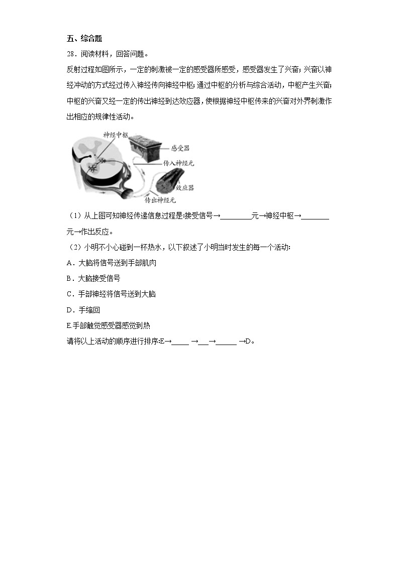大象版五年级科学上册第二单元过关测试题人体司令部(二)含答案第3页