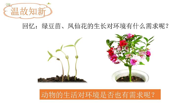 小学科学 五年级下《蚯蚓的选择》 课件第2页