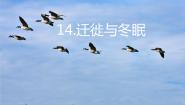 青岛版 (五四制2017)二年级下册14 迁徙与冬眠教学ppt课件