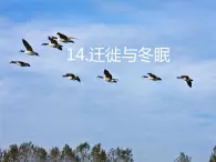 14.迁徙与冬眠 教学课件