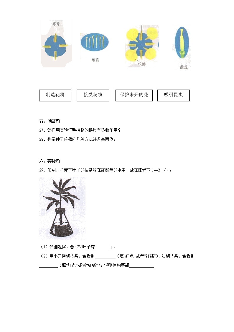 青岛版(五四制)三年级科学上册第一单元综合测试卷植物的“身体”(二)含答案03