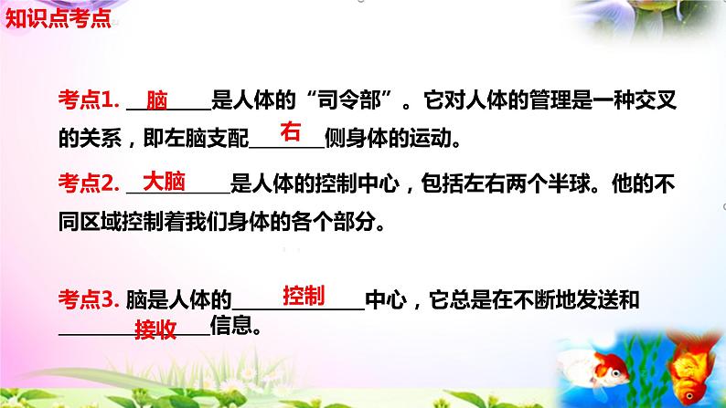 教科版科学五年级上册4.4身体的“总指挥”-知识点复习课件+实验+典型试题(动画已调点击出现) - 副本第3页