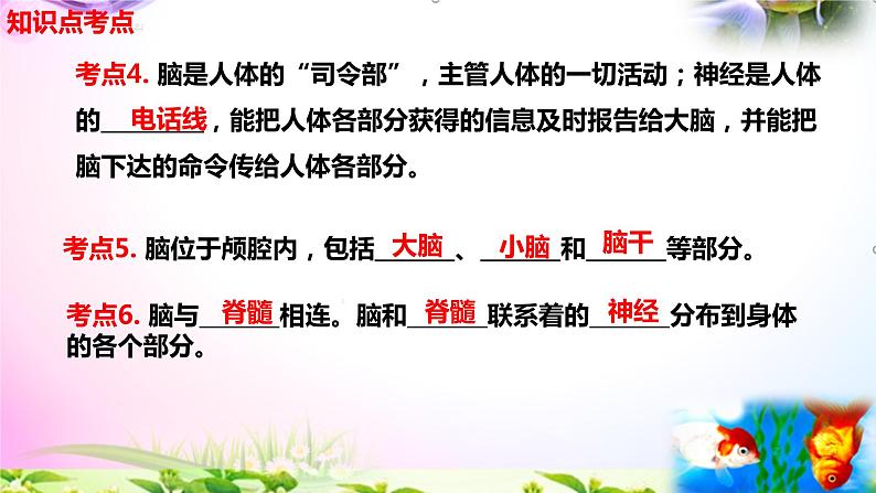 教科版科学五年级上册4.4身体的“总指挥”-知识点复习课件+实验+典型试题(动画已调点击出现) - 副本第4页