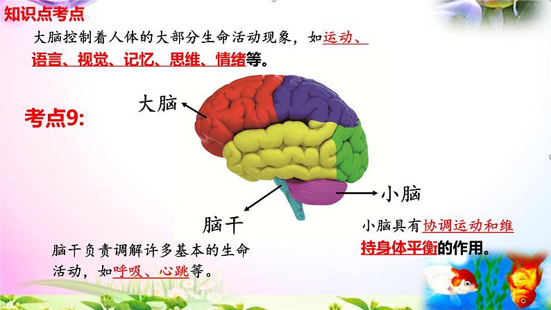 教科版科学五年级上册4.4身体的“总指挥”-知识点复习课件+实验+典型试题(动画已调点击出现) - 副本第7页
