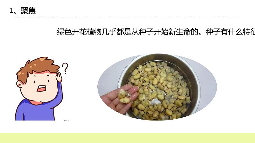 教科版科學(xué)四年級(jí)下冊(cè)1.《種子里孕育新生命》課件ppt(2)第3頁(yè)