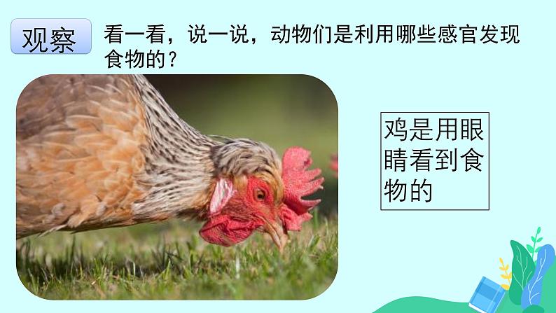 大象版科学二年级上册4.2动物觅食(课件)03