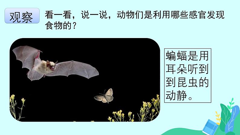 大象版科学二年级上册4.2动物觅食(课件)05
