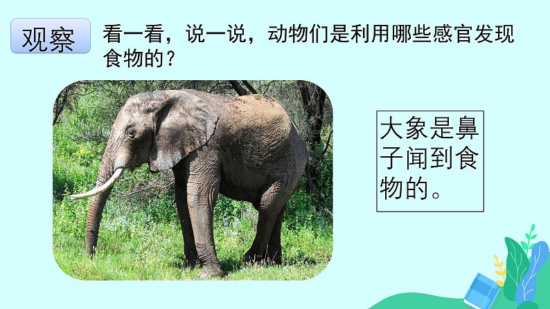 大象版科学二年级上册4.2动物觅食(课件)06