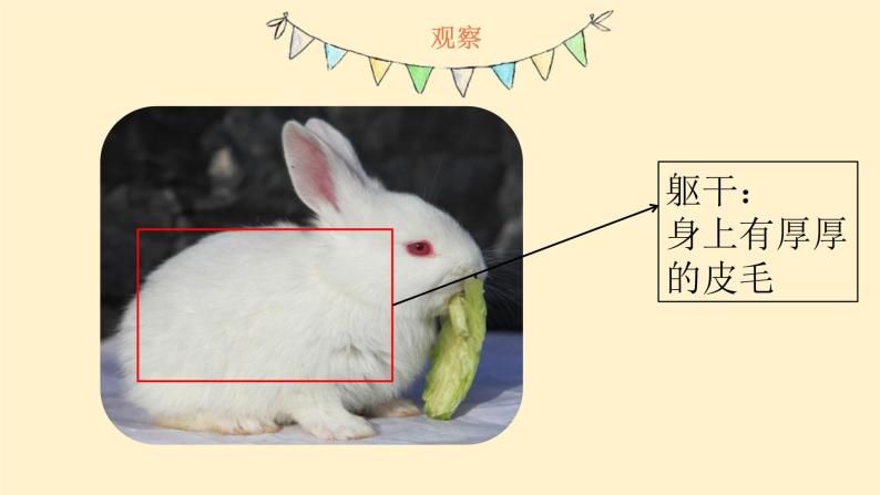 大象版科学一年级上册2.1《兔子》（课件）06