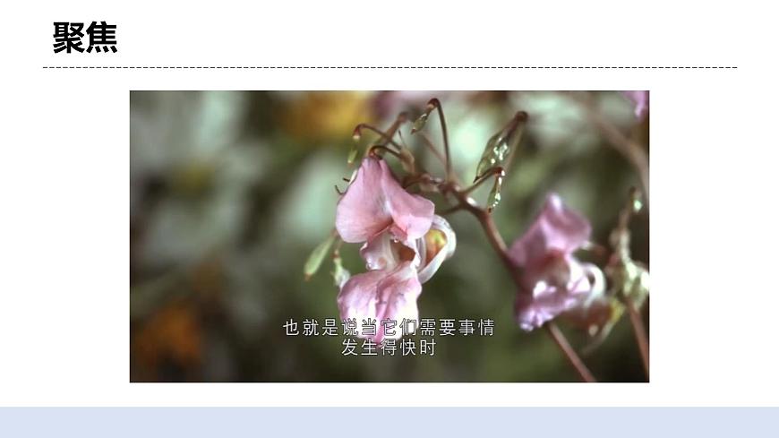 1.7《種子的傳播》 課件第3頁