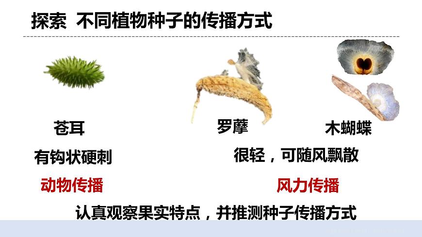 1.7《種子的傳播》 課件第5頁