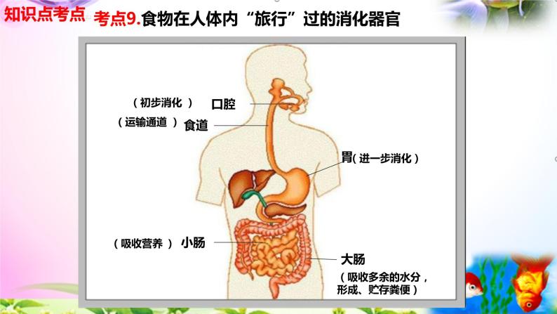 教科版科学四年级上册2.8食物在身体里的旅行-知识点复习课件+实验+典型试题(动画已调)06