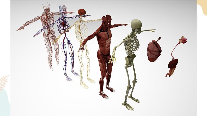 二年级下册科学课件-2.1观察我们的身体 教科版第7页