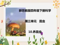 10养昆虫 课件