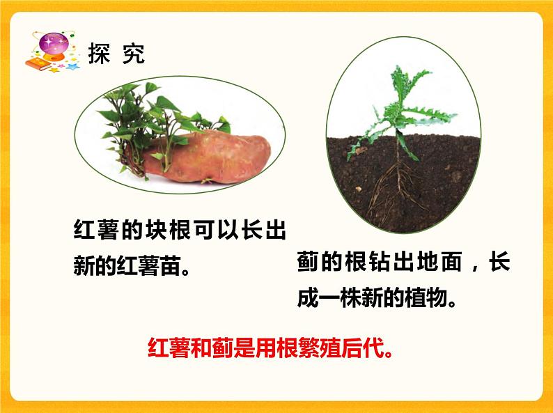 13用根、茎、叶繁殖 课件04