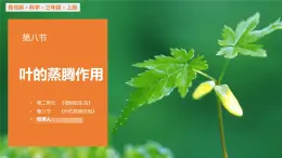 青岛版科学（2017）六三制三年级上册2.8《叶的蒸腾作用》教学课件