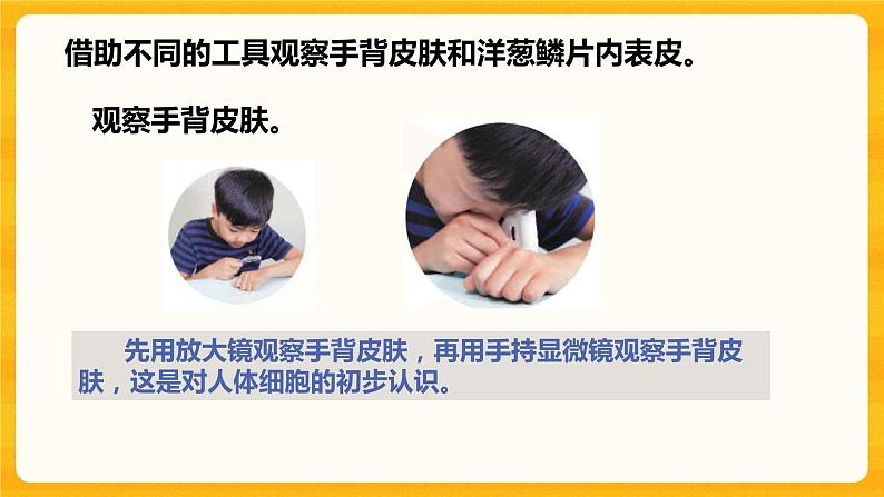 1.搭建生命体的“积木” 课件第2页