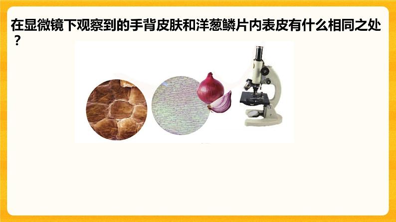 1.搭建生命体的“积木” 课件第4页