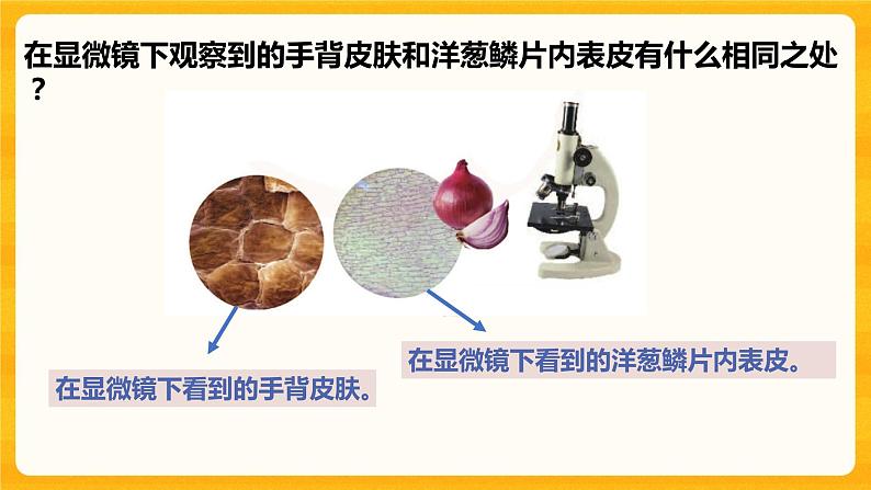 1.搭建生命体的“积木” 课件第6页