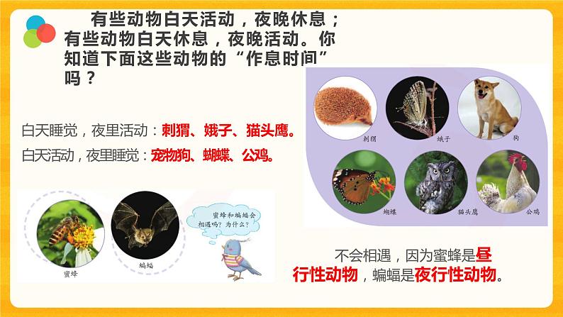 11 昼夜对动物的影响 课件第2页