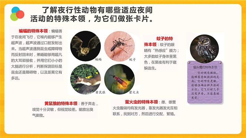 11 昼夜对动物的影响 课件第5页