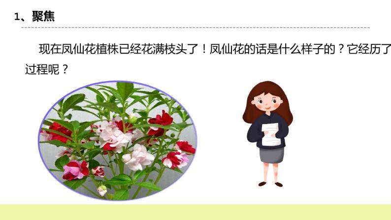 教科版科学四年级下册5.《凤仙花开花了》课件ppt（送教案+练习）03