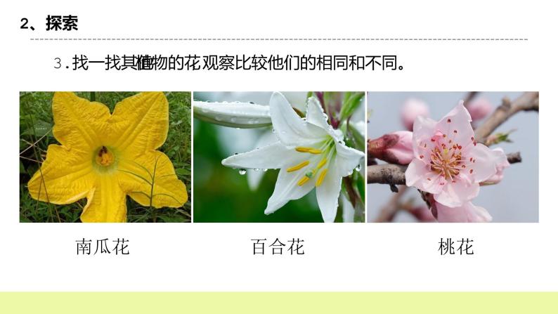 教科版科学四年级下册5.《凤仙花开花了》课件ppt（送教案+练习）08