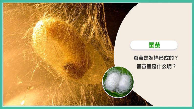 2.4《蚕变了新模样》课件 教科版三下科学第3页