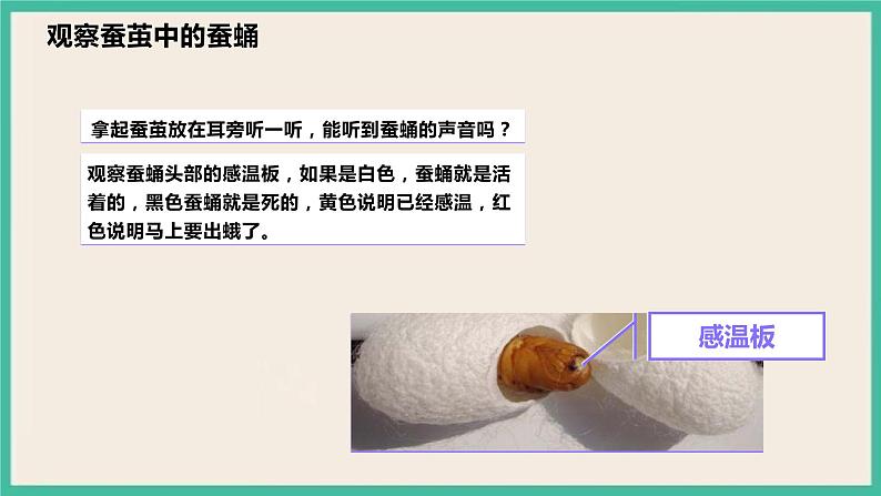 2.4《蚕变了新模样》课件 教科版三下科学第7页