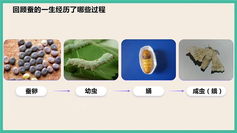 2.6《蚕的一生》课件+教案 教科版三下科学04