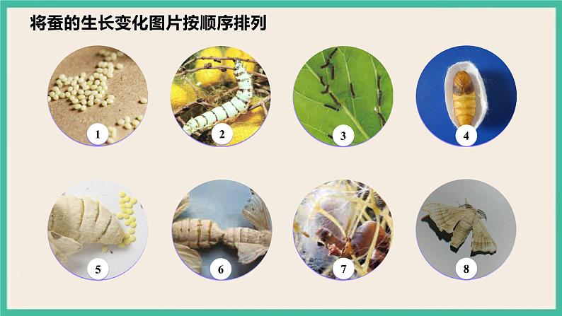 2.6《蚕的一生》课件+教案 教科版三下科学06