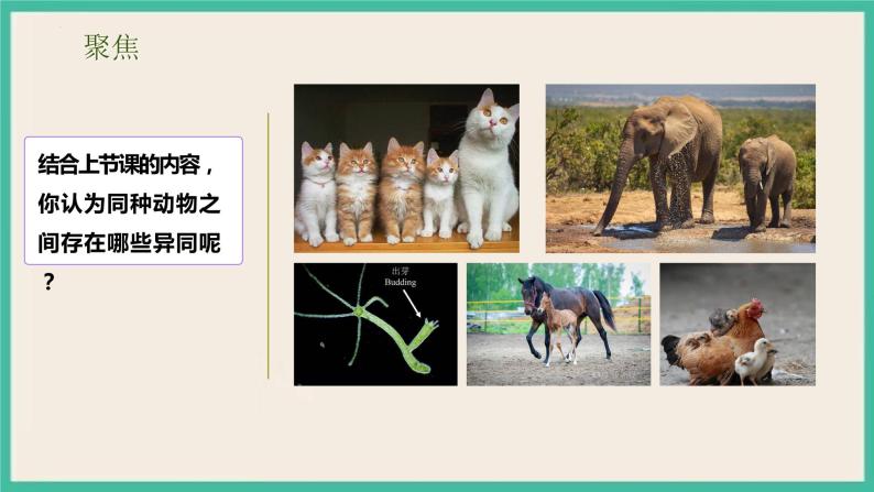 2.4《多种多样的动物》课件+练习(含答案) 教科版六下科学03