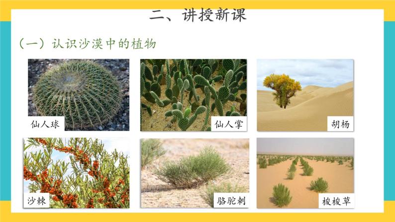 2.6 沙漠中的植物 （课件+教案+音频）04